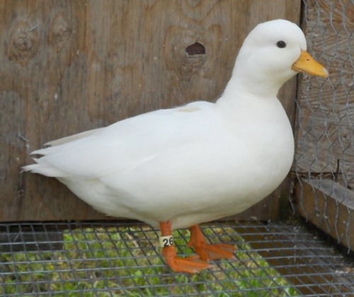 pastel-chaos:Look how pure this duck is