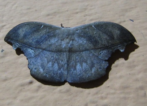 buggirl - Moth beautyJatun Sacha, Ecuador