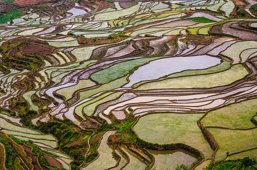 nubbsgalore:the remote, secluded and little known rice terraces...
