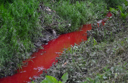 congenitaldisease - Blood flowing down a stream from a slaughter...