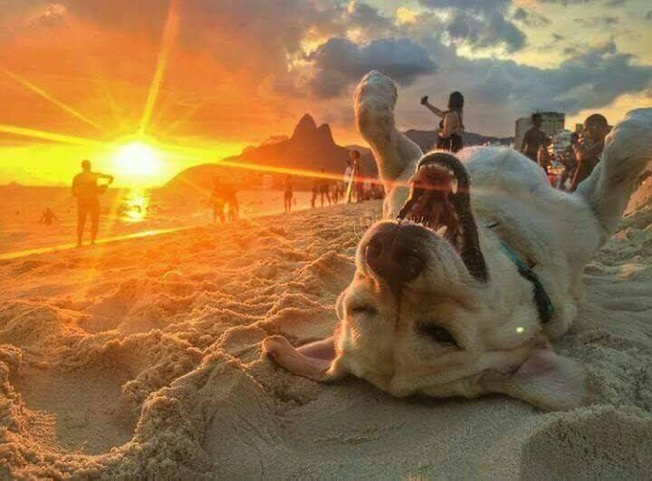 Картинки по запросу happy dog on the beach