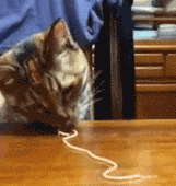 the-absolute-best-gifs - Cat eating noodle