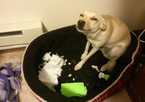 vvankinq - Go on, tell them I ate your homework. They’ll never...