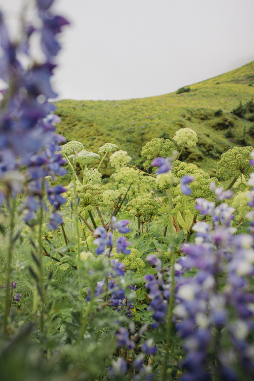 stephaniedolen - wildflowers off the ring road, iceland