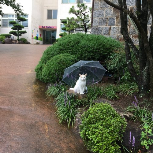 futureisfailed - (✨매동이✨さんのツイート - “비오는 아침, 누가 매동이에게 우산을 씌워주고 갔다. ☔...
