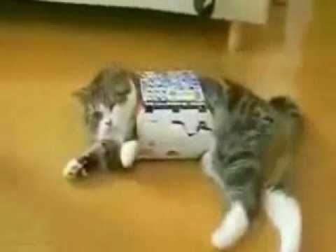 pukicho - ibeticaneatmorepancakesthanyou - pukicho - Schrodingers. FAT. CAT May I see it?