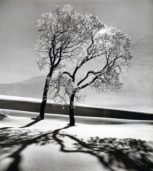 birdsong217:Alfred EisenstaedtTrees in Snow, St. Moritz,...