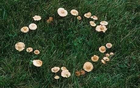thewiccanwonders:I’d love to find a fairy ring one day. I’d...