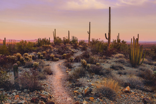 brianstowell:Organ Pipe Cactus National Monument,...