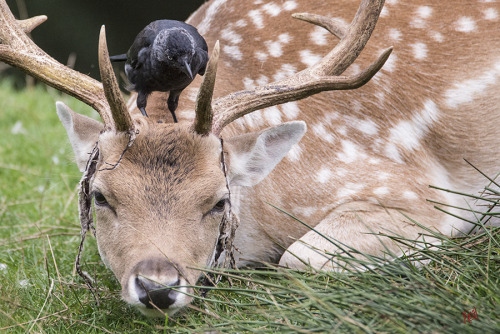 wulf-birding - It’s the stag rutting season soon, and the soft...