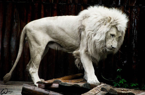 rivieredelalune:White Lion