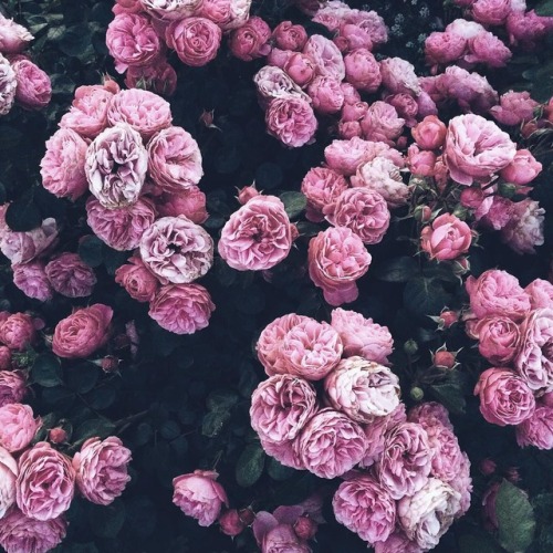 andantegrazioso:Shades of roses | the_vintage_palace