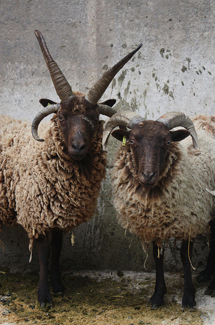 isis0isis - Manx Loaghtan sheep 1 by flyhoof on Flickr.