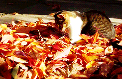bbc03undercover - youthxcrew69 - THIS IS A CAT PLAYING IN FALL...