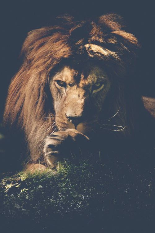 jessydecortez - Lion.