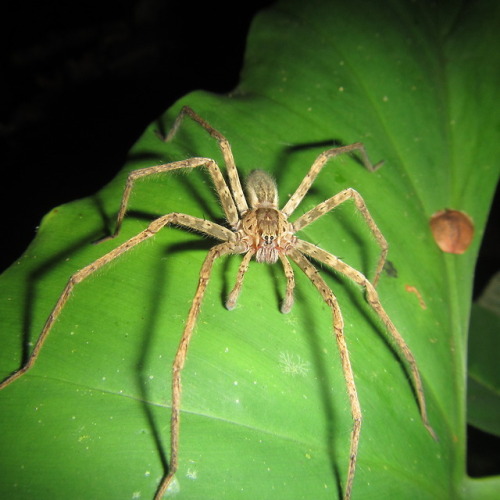 buggirl - A beautiful male ctenid wandering spider. So...