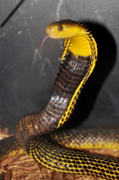 exotic-venom:(Naja smarensis) Samar Cobra[This is a spitting...