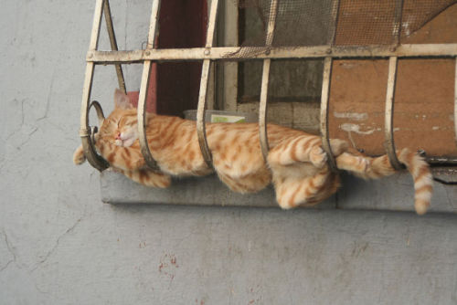 helila - pr1nceshawn - Cats Can Pretty Much Sleep...