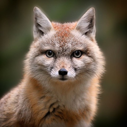 everythingfox - This is a corsac fox