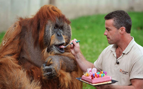 awesome-picz - Pets Having Better Birthday Parties Than You.