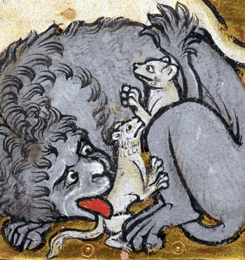 discardingimages:lion cubsbestiary, England ca. 1200-1210BL,...