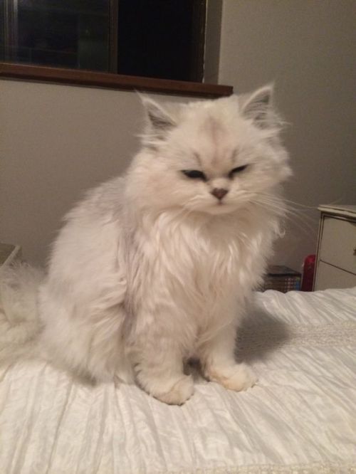 animalsdancing - Super grumpy because we woke her up from...