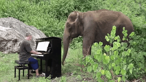 laughingsquid - Pianist Plays a Moving Version of Debussy ‘Clair...