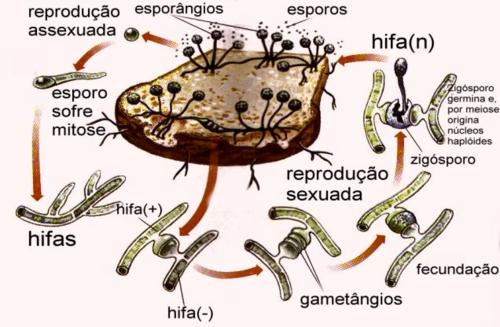 Resultado de imagem para reproduÃ§ao fungos