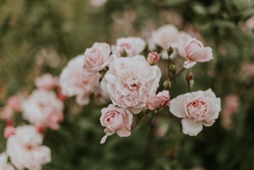 florealegiardini - Garden roses by Daiga Ellaby