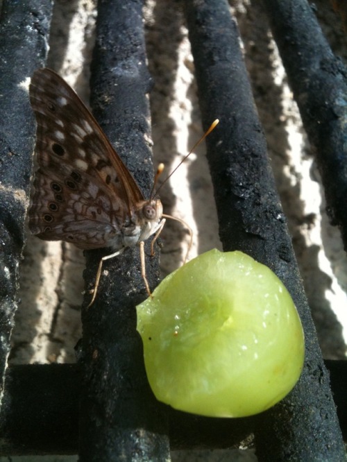 Feeding a butterfly a grape!