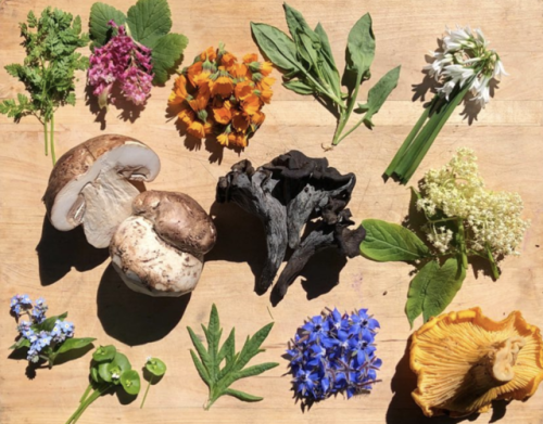 s-ofthearted:foraging finds