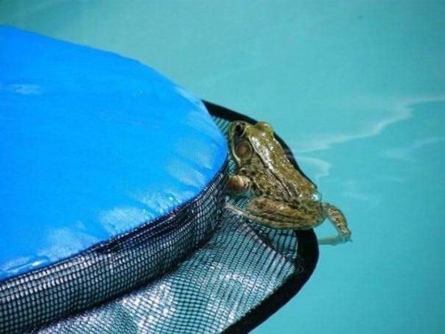 dashbeardconfessional:awesomacious:Critter Pool Rampthis is...