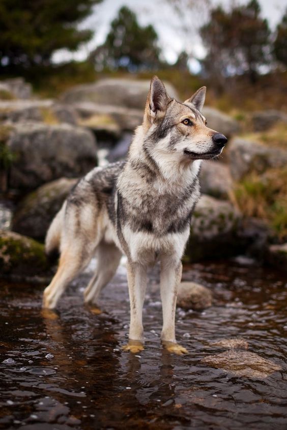 caninecladotherian:
â€œ Wolfdog in the Creek by Martin Janecek
â€