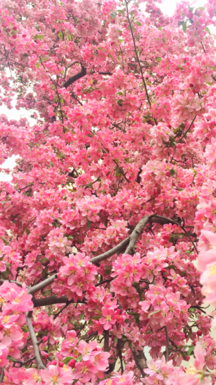  floral  iphone wallpaper  Tumblr 