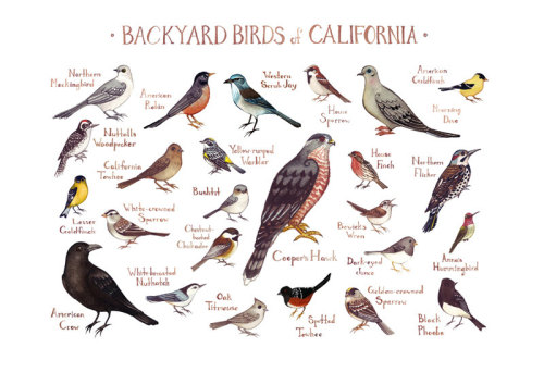 sosuperawesome - Field Guide Art Prints by Kate Dolamore on...