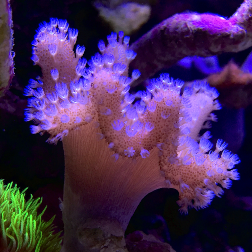 what-the-fiish - So not all of my corals are fully open so I...