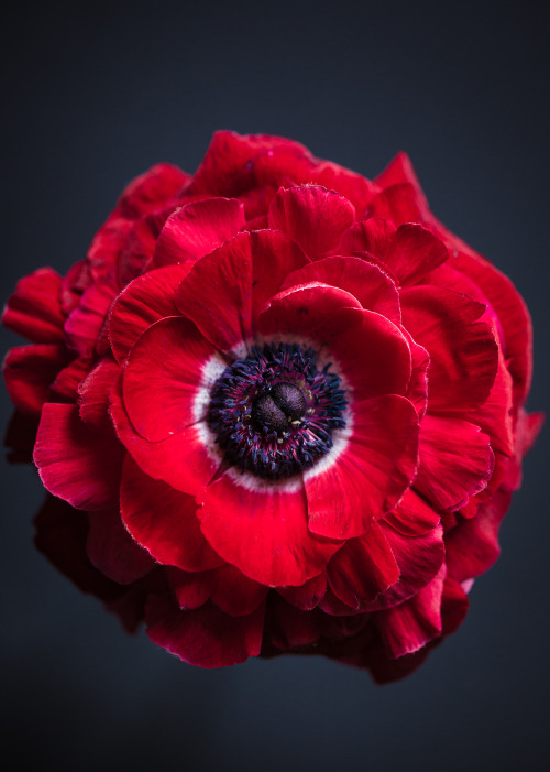 botanic-art - Petal series - Red Anemone©Botanic Art