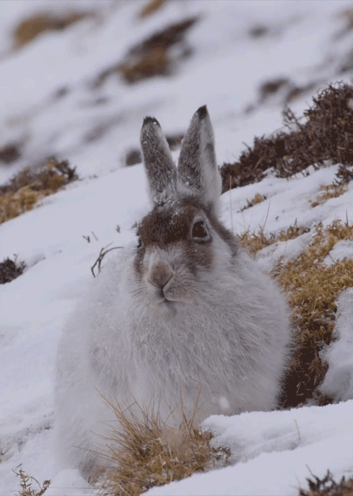 totesyourmate:I made a gif of a rabbit because i can’t find any...