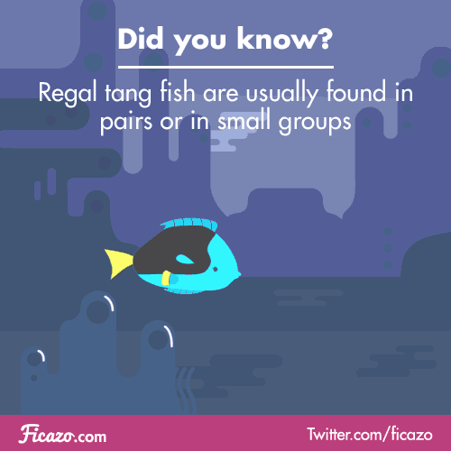Mainly used as a way of protection, these particular fish stick together to lower the interest of predators. Predators have a bigger chance of getting stung by the Surgeonfishâ€™s venomous spine when they are traveling in a pair or group, so usually if...
