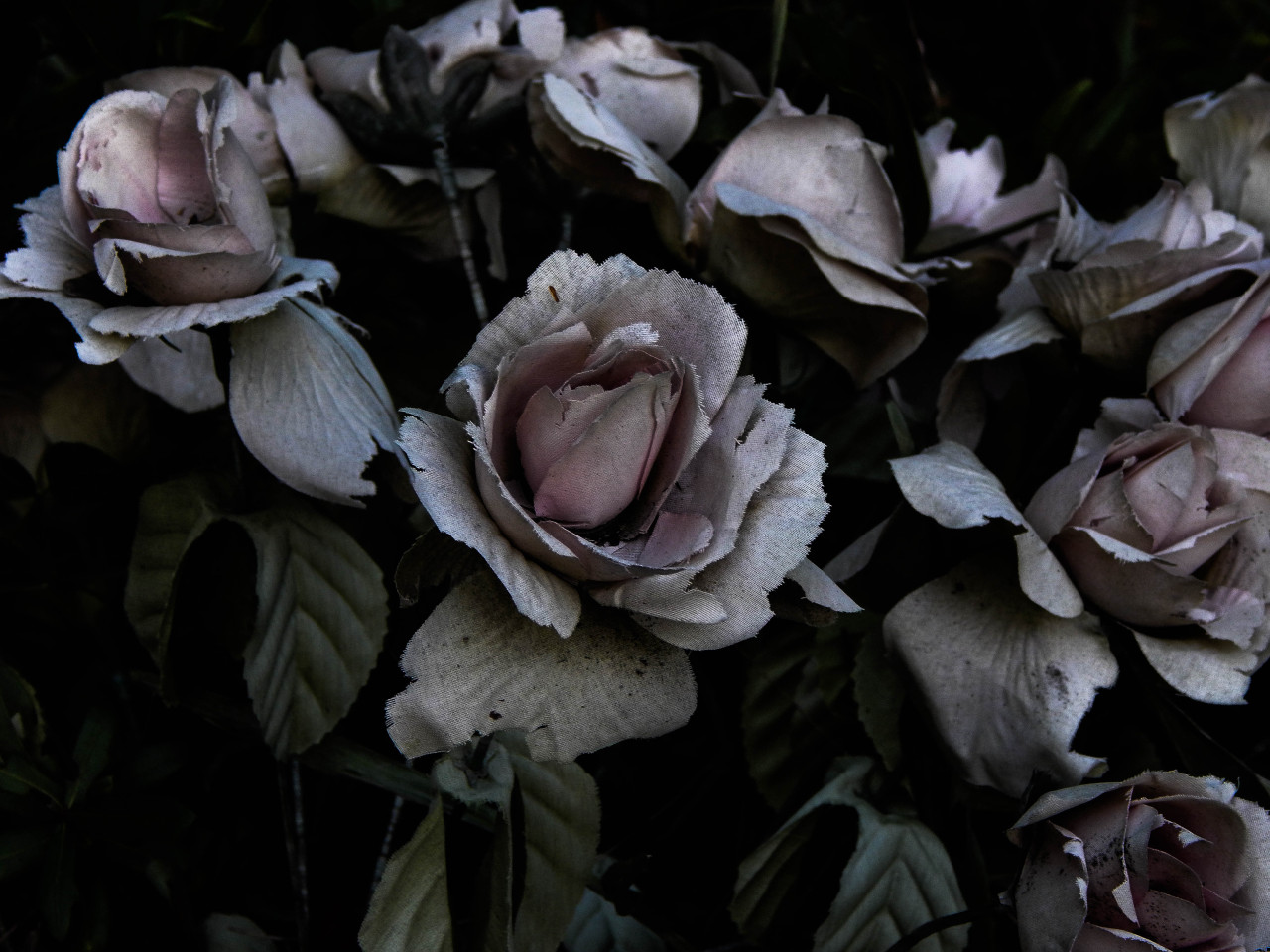 à¸œà¸¥à¸à¸²à¸£à¸„à¹‰à¸™à¸«à¸²à¸£à¸¹à¸›à¸ à¸²à¸žà¸ªà¸³à¸«à¸£à¸±à¸š gothic rose aesthetic