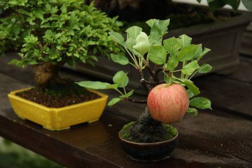 sixpenceee:
“A bonsai tree that grew a full-sized apple. From here.
”