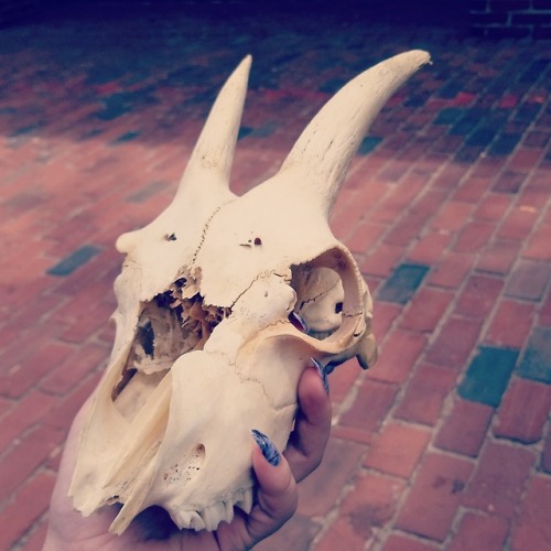 macaulayskullkin - Yorick the g.oat skull from Salem,...