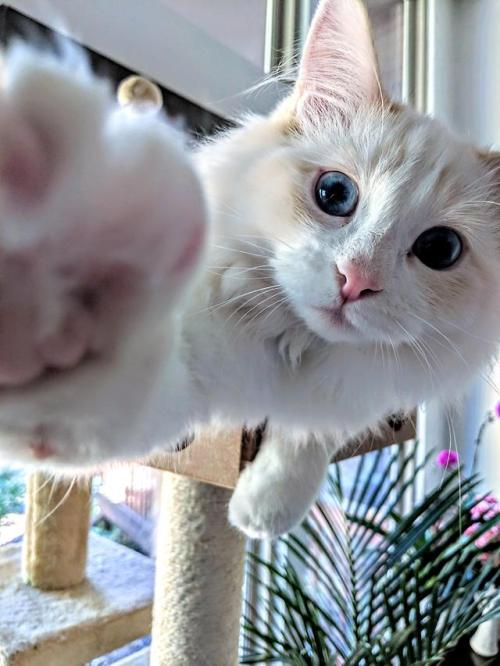 awwww-cute:He always tries to grab the camera when I take his...