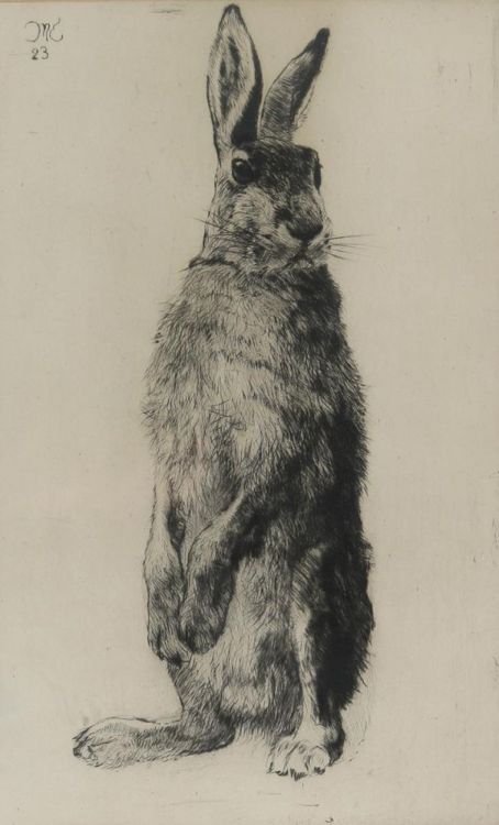 Curt Meyer Eberhardt (1895-1977) - Etching of a hare, 25,5 x 10...