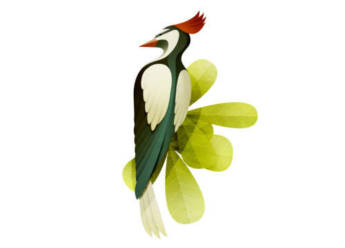 cross-connect - Adorable and wonderful bird illustrations by...