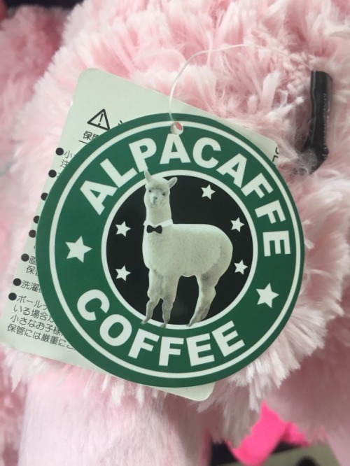 alpacaloco - Alpacas for sale! Bargains to be had. Message me!