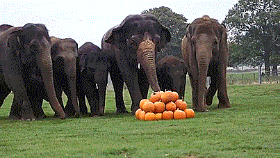 They’re like humans with bubble wrap, except it’s elephants and...