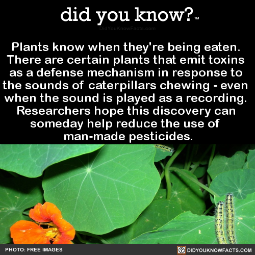 plants-know-when-theyre-being-eaten-there-are