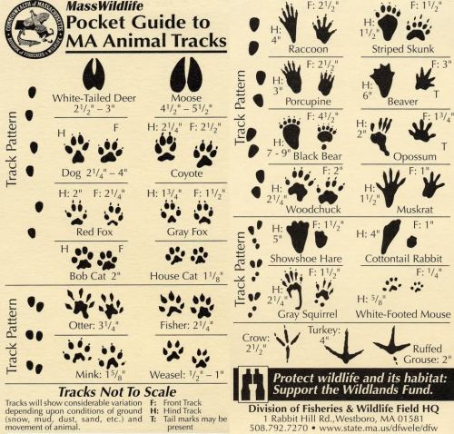diy: “Become a Tracker“ Trackers read the stories that animals write as they move across the land. The depth of a pawprint, the angle of a broken twig, the splatter of a puddle – these are the patterns that a Tracker deconstructs. The easiest...