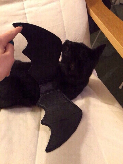 catz-purrrr - Wow what a nice bat
